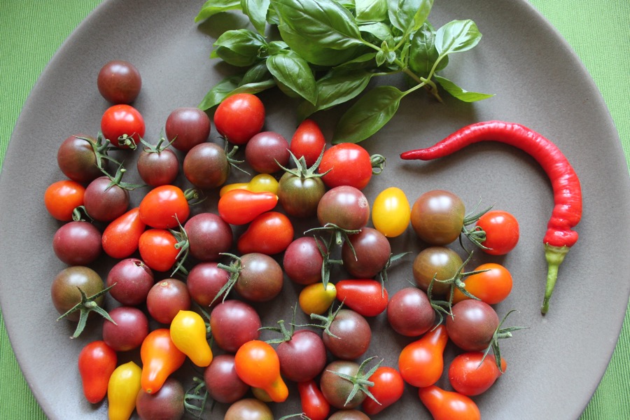 Tomaten_Basilikum_Chili_size_2015-08-13